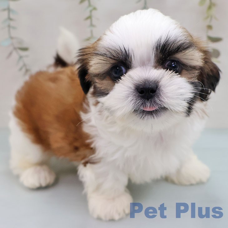 シー・ズーの写真2