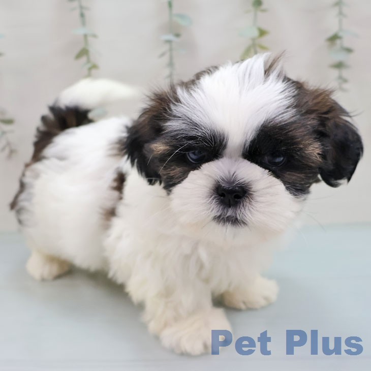 シー・ズーの写真2