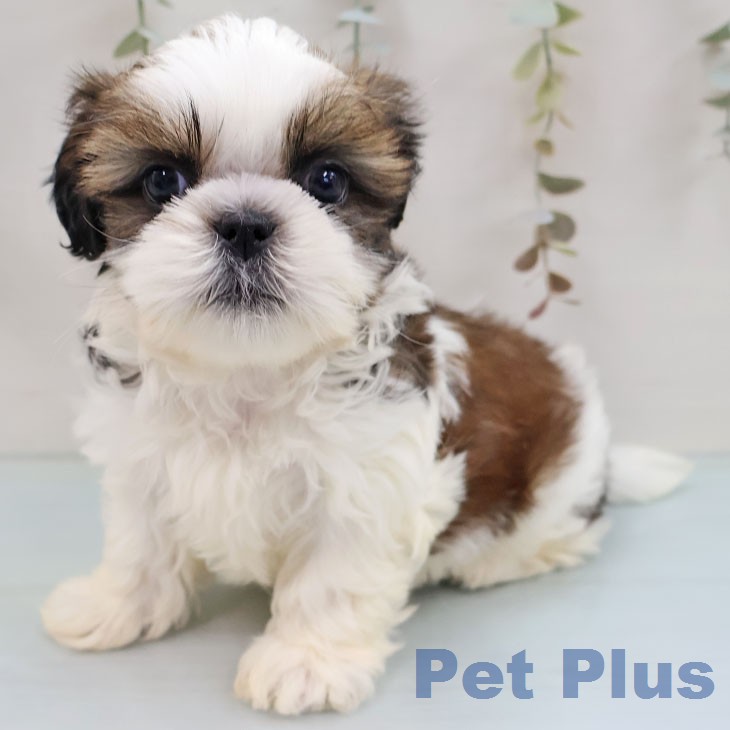 シー・ズーの写真2