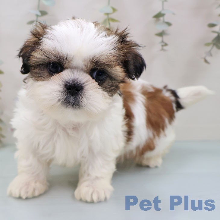 シー・ズーの写真1