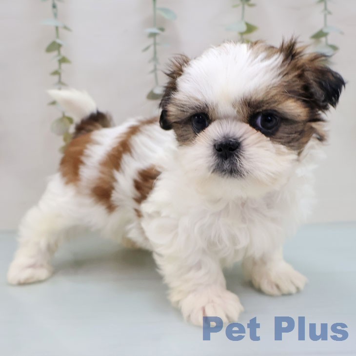 シー・ズーの写真2