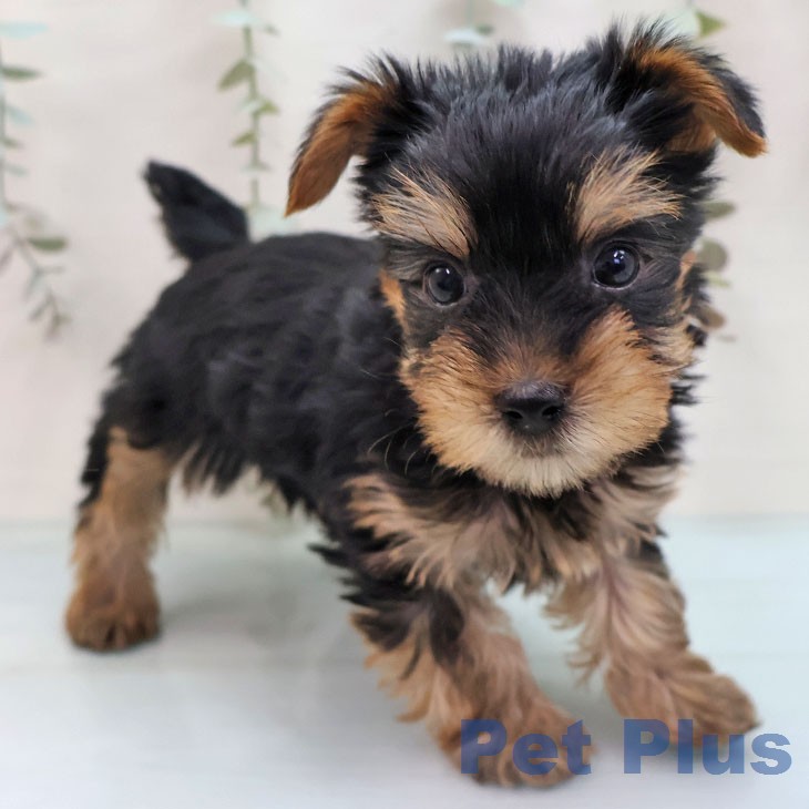 ヨークシャー・テリア