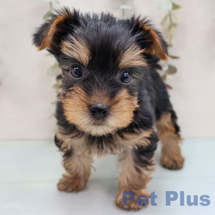 ヨークシャー・テリアの写真2