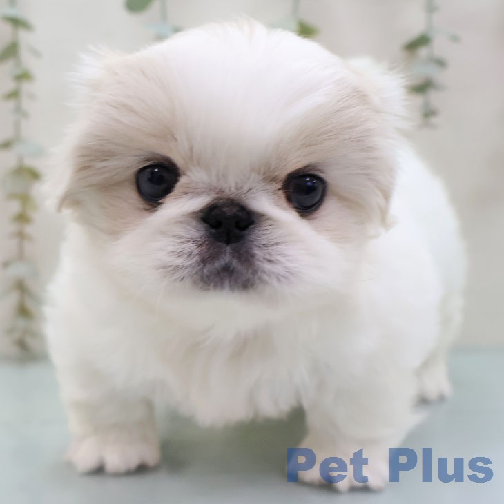 ペキニーズの写真2