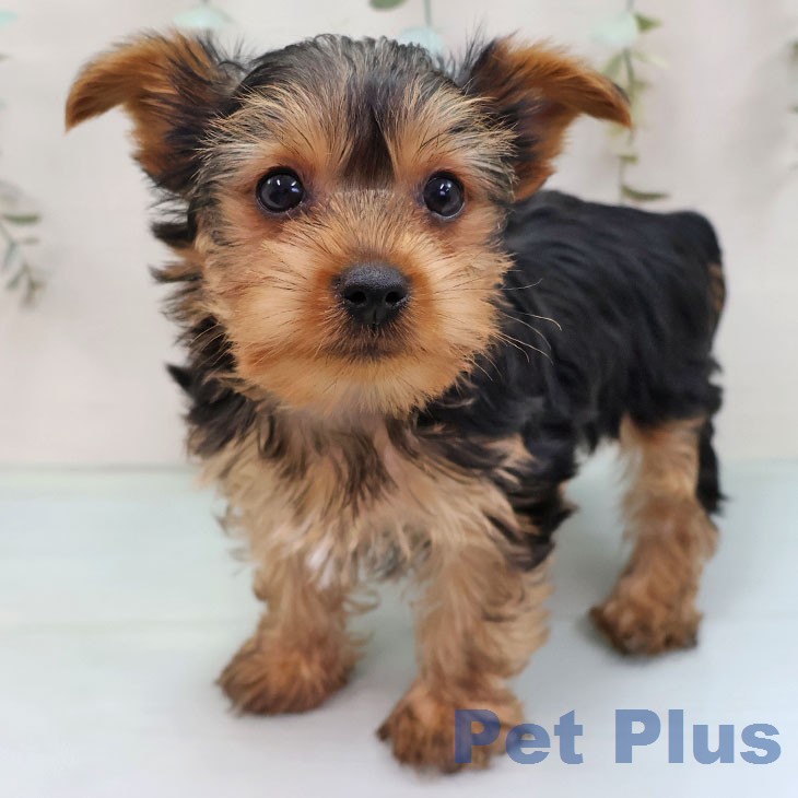 ヨークシャー・テリア