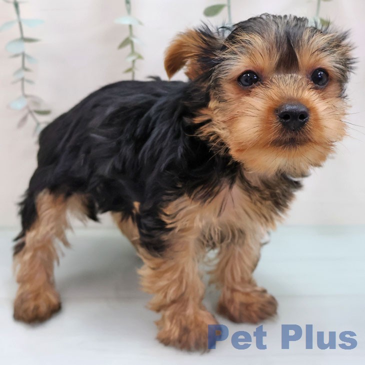 ヨークシャー・テリア