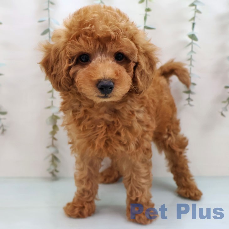 トイ・プードル