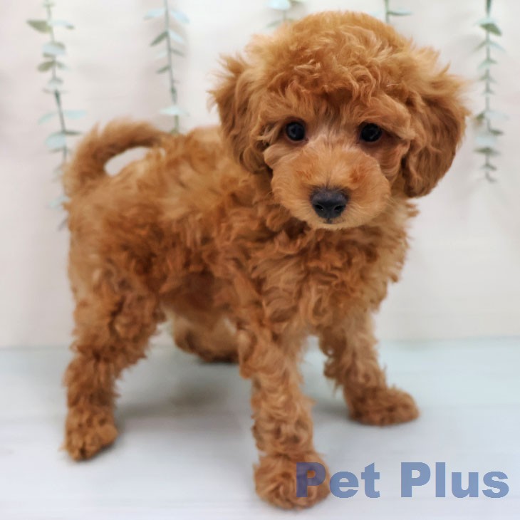 トイ・プードル