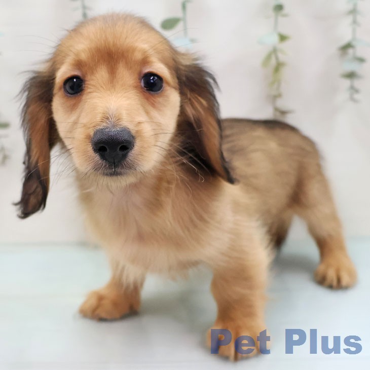 ミニチュア・ダックスフンド