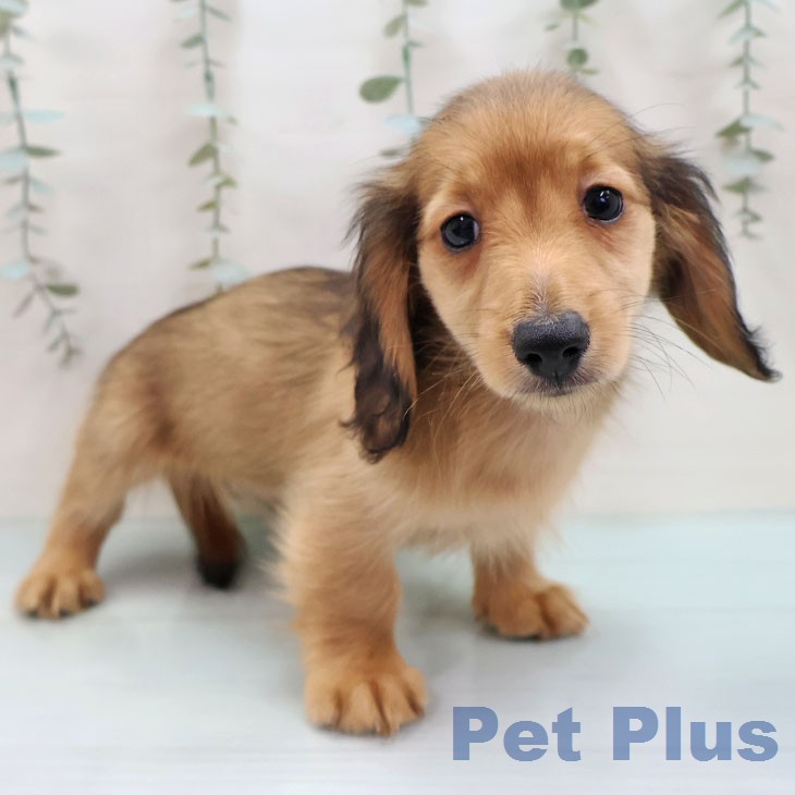 ミニチュア・ダックスフンドの写真2