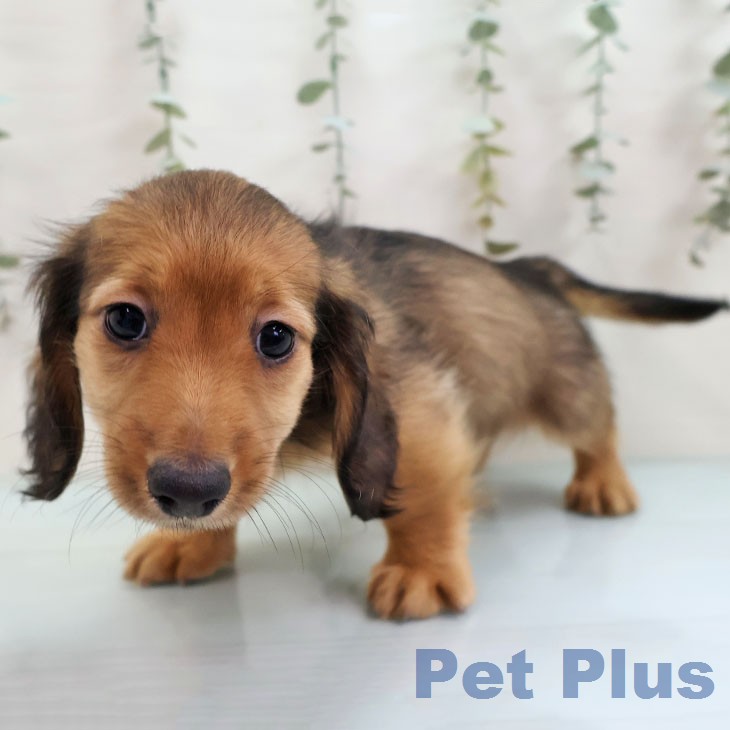 ミニチュア・ダックスフンド