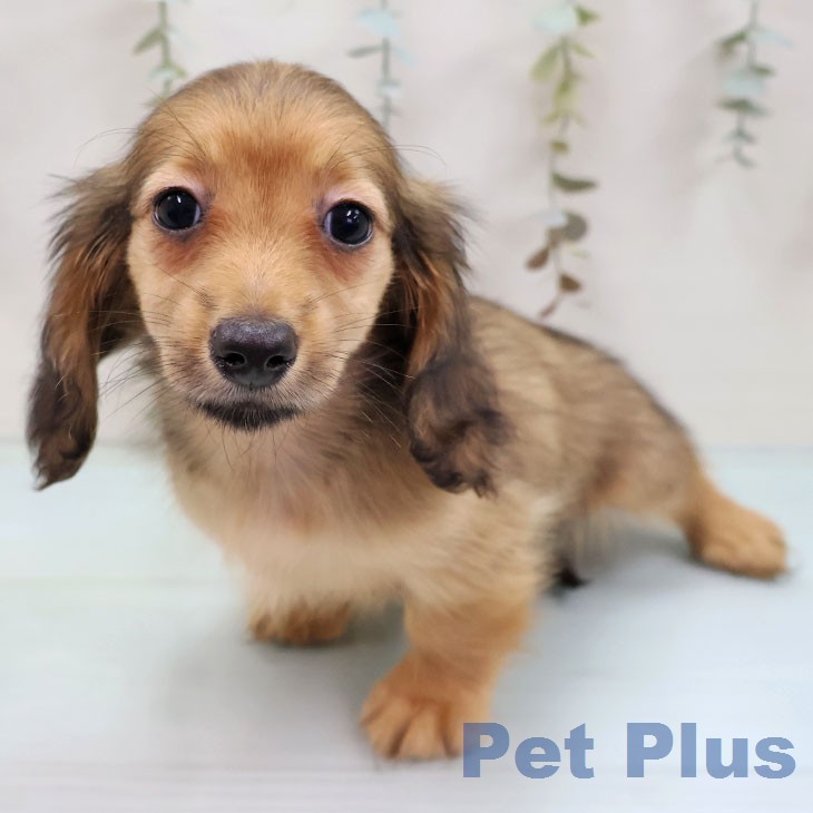 ミニチュア・ダックスフンド