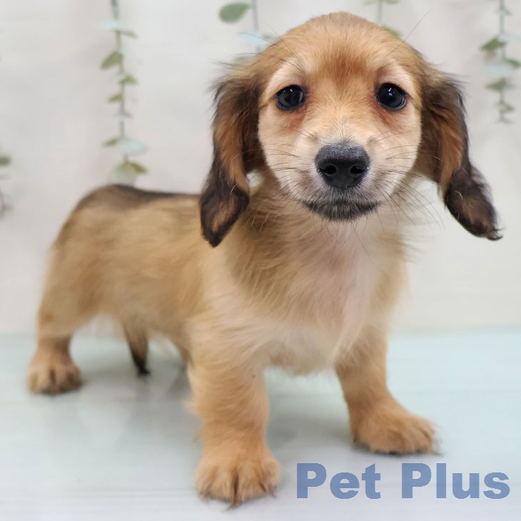 ミニチュア・ダックスフンド