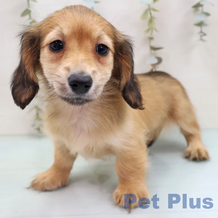 ミニチュア・ダックスフンドの写真2