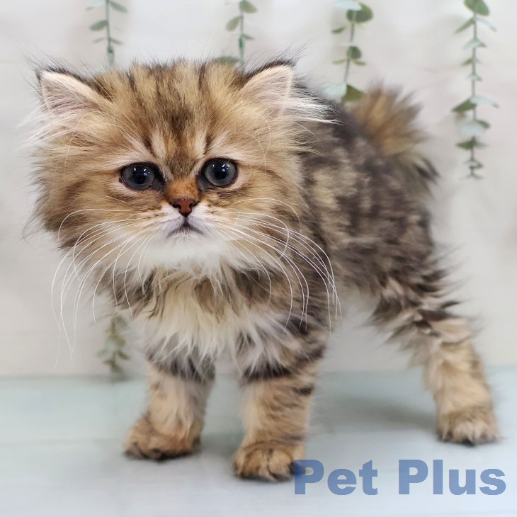 ペルシャの写真2