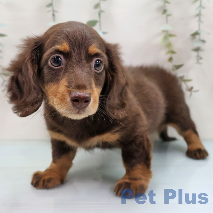 ミニチュア・ダックスフンド