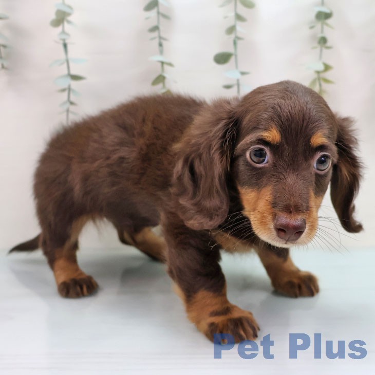 ミニチュア・ダックスフンド