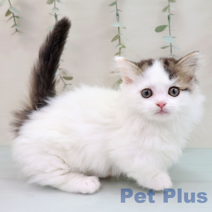 マンチカンの写真2