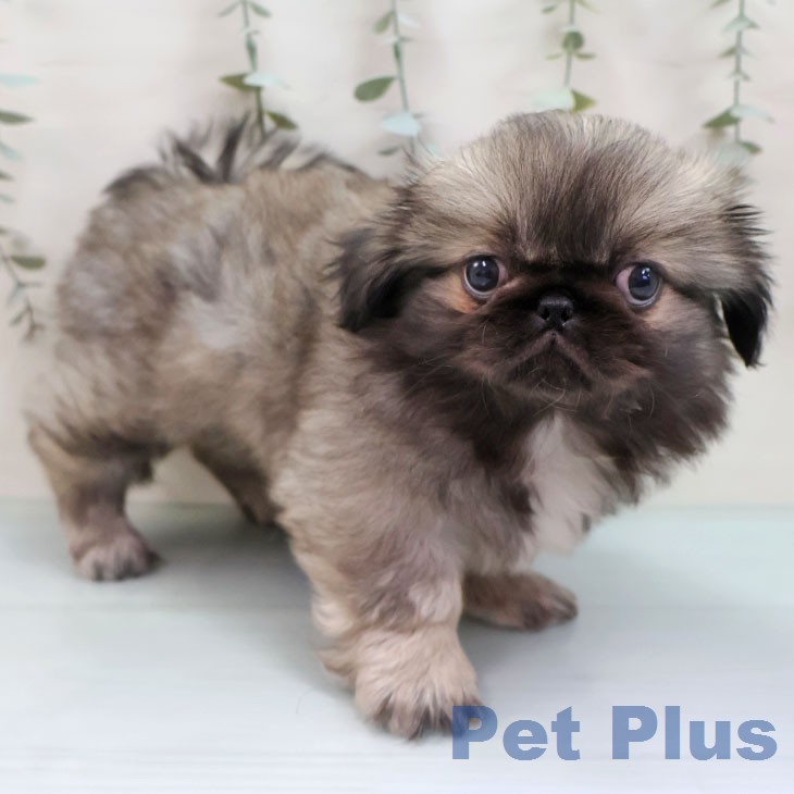 ペキニーズの写真2