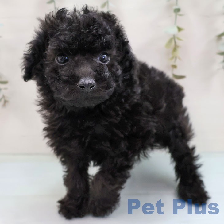 トイ・プードル