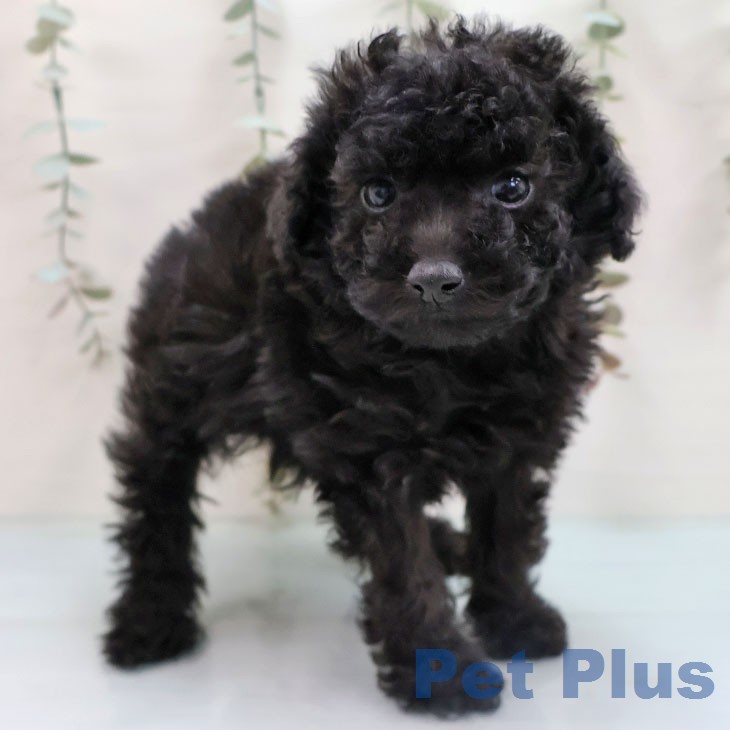 トイ・プードルの写真2