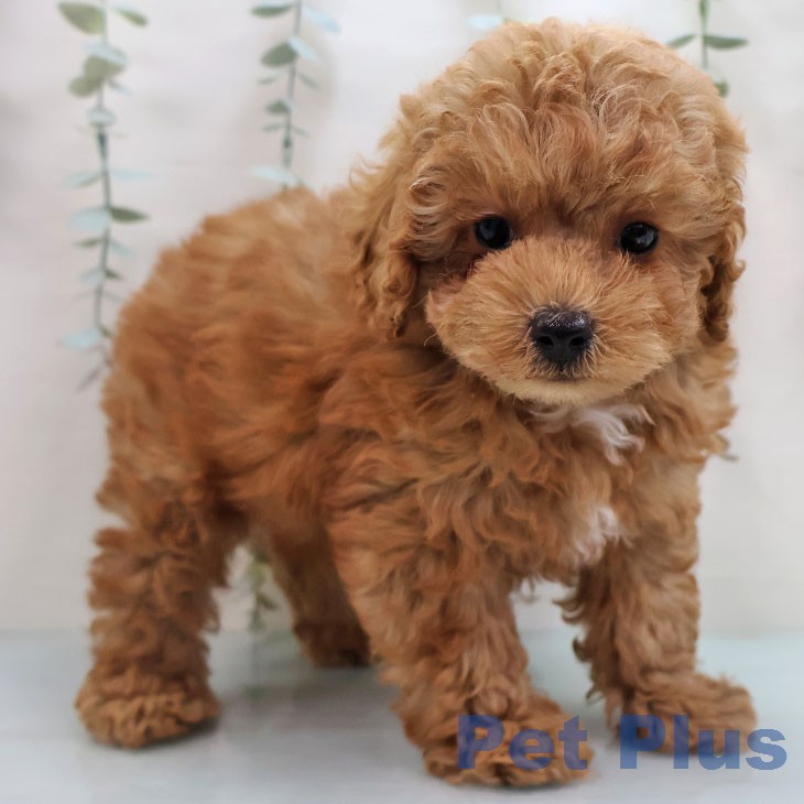 トイ・プードル