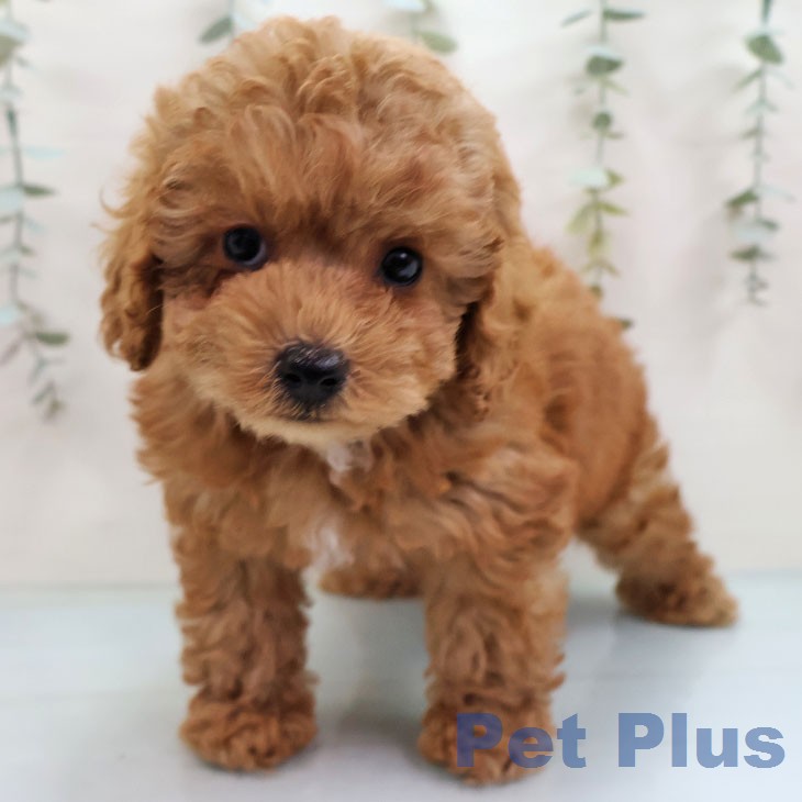 トイ・プードル