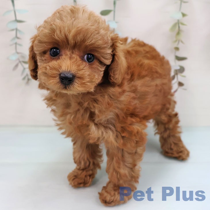 トイ・プードル