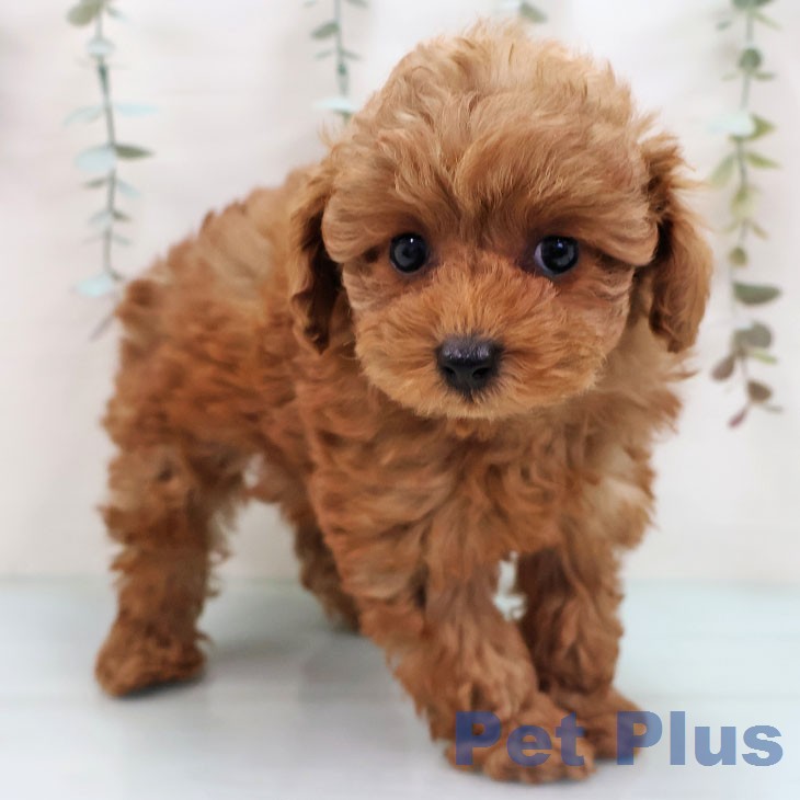 トイ・プードルの写真2