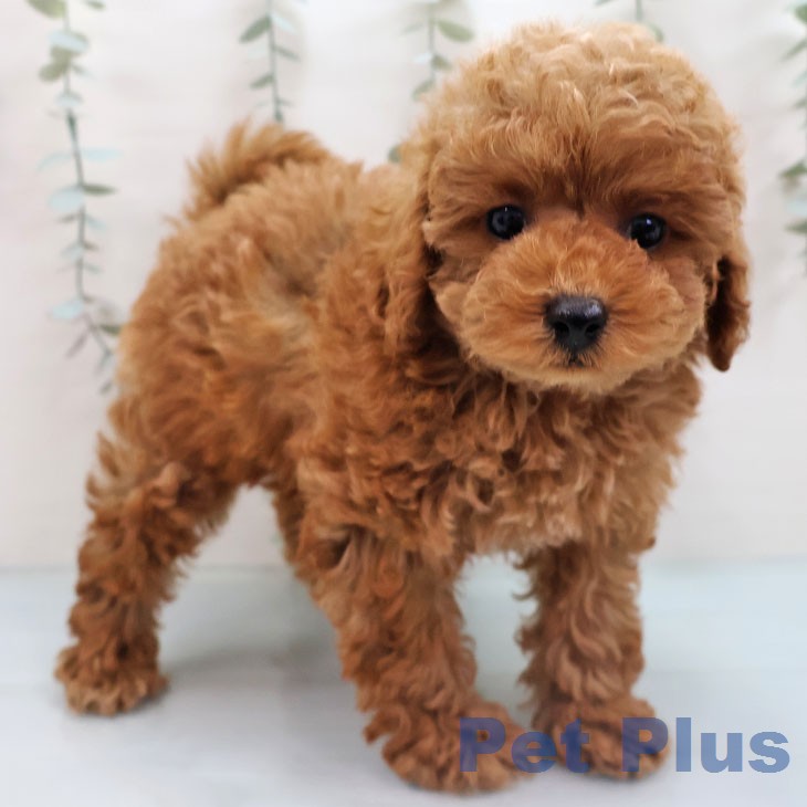 トイ・プードル