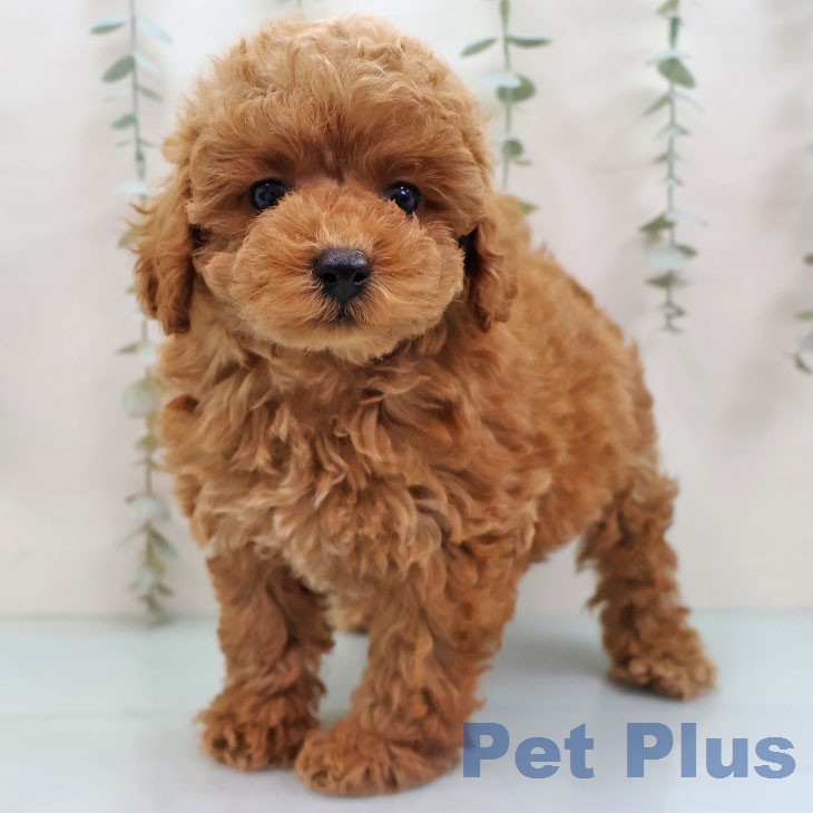 トイ・プードル