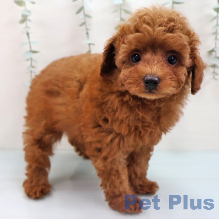 トイ・プードル