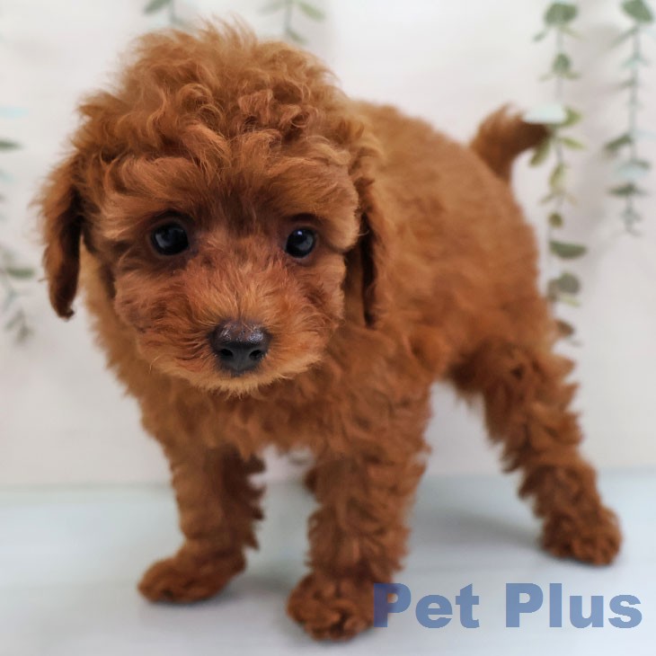 トイ・プードル