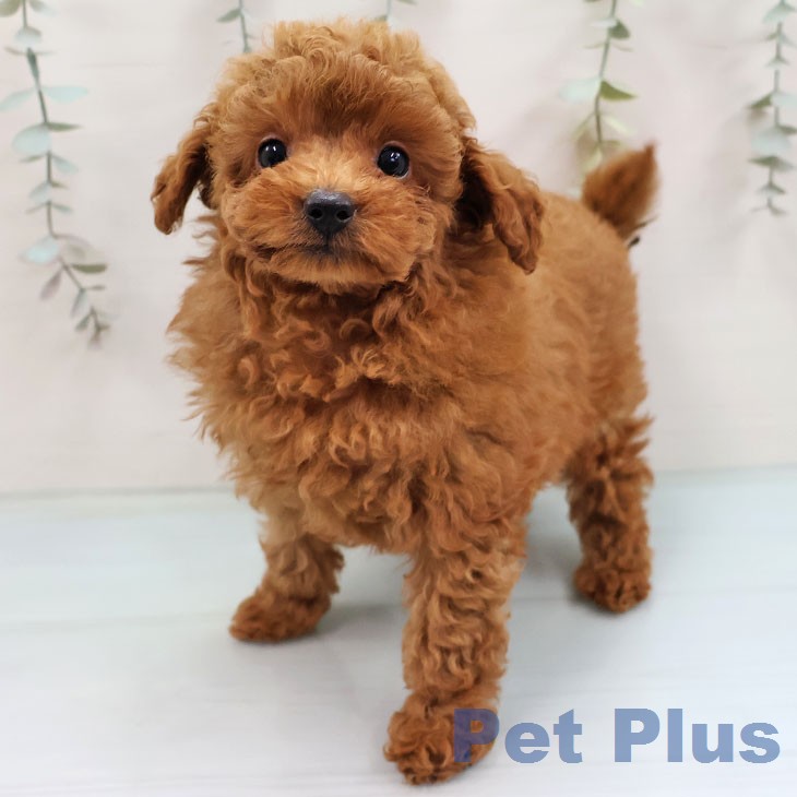 トイ・プードル