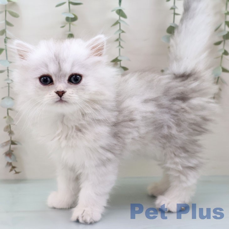 ペルシャの写真2