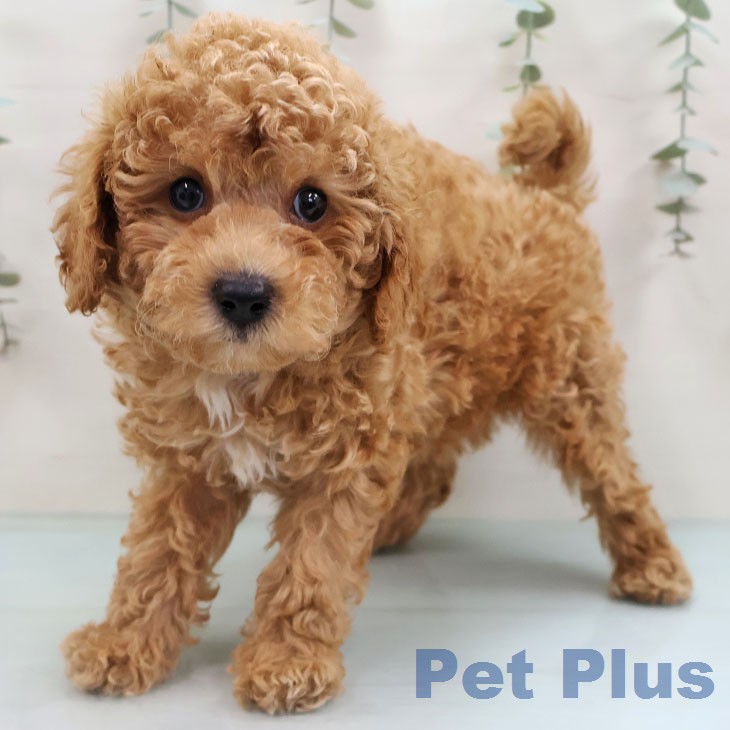 トイ・プードル