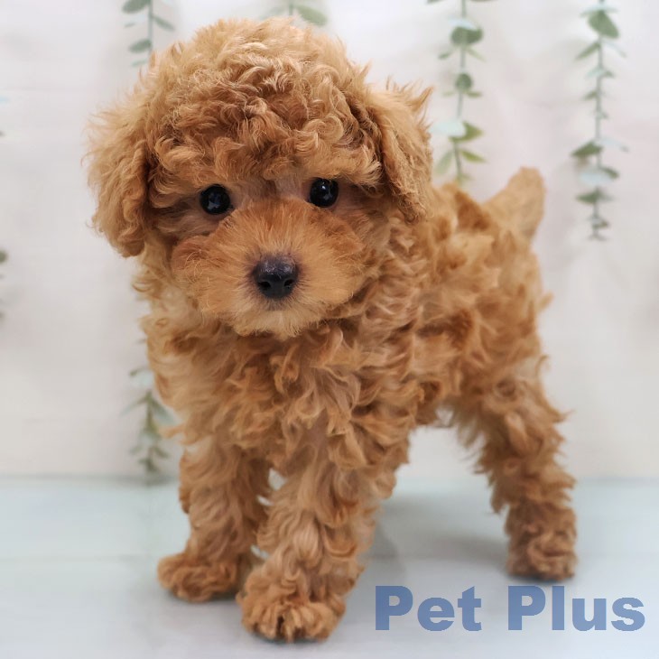 トイ・プードル