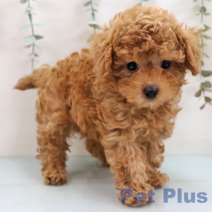 トイ・プードル