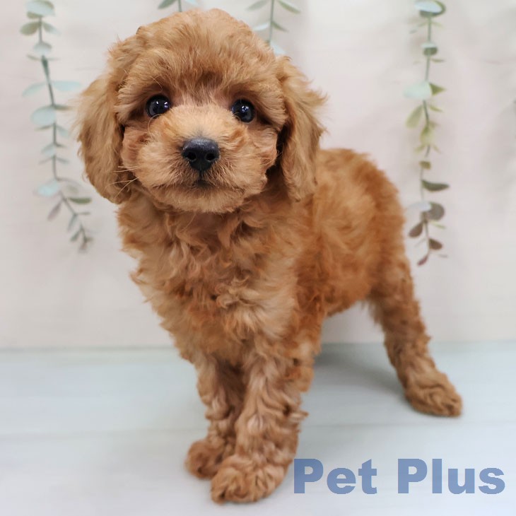 トイ・プードル