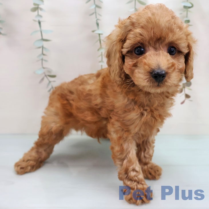 トイ・プードルの写真2