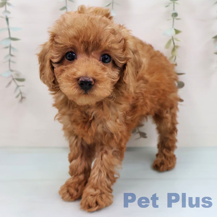 トイ・プードル