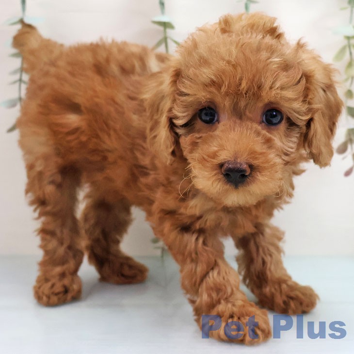 トイ・プードル