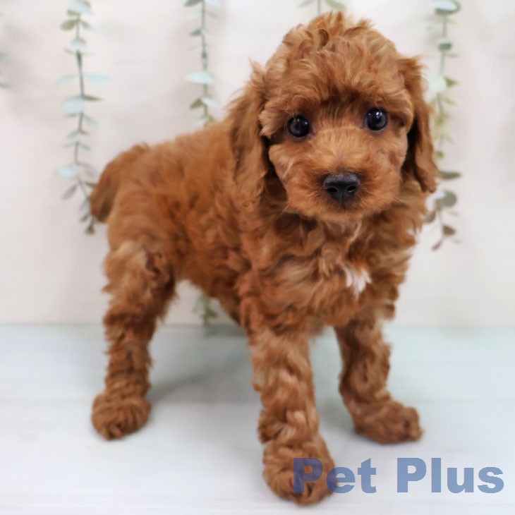 トイ・プードルの写真2