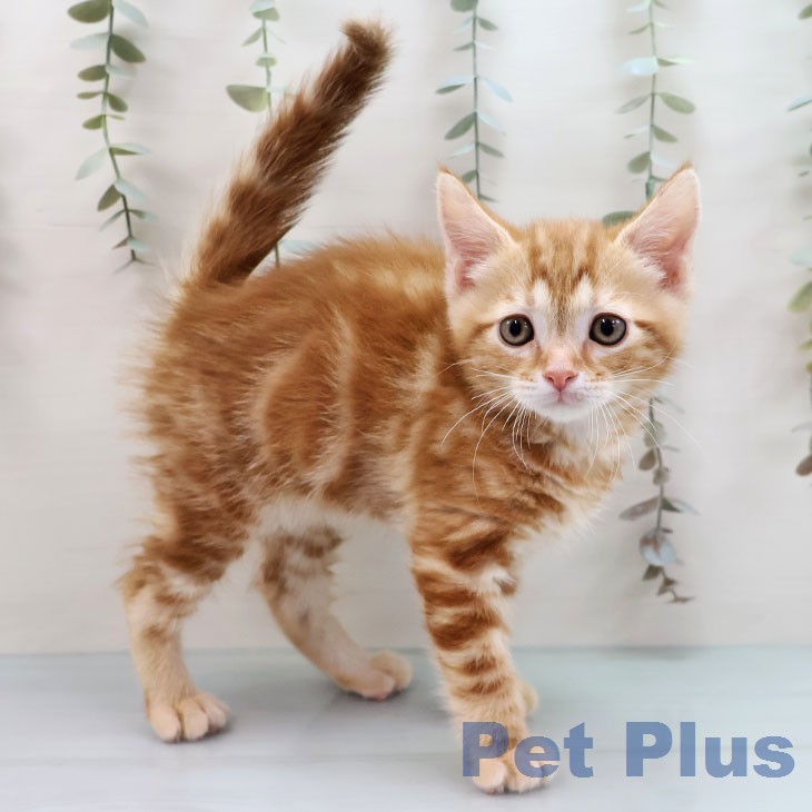 アメリカンショートヘア