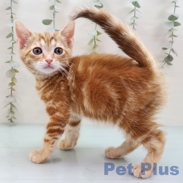 アメリカンショートヘアの写真2