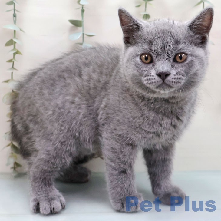 ブリティッシュショートヘア