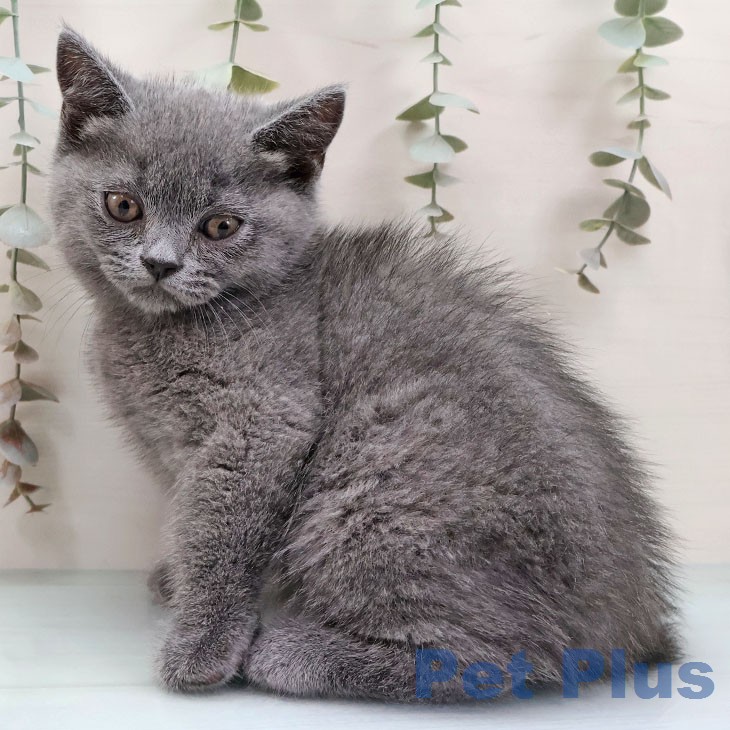 ブリティッシュショートヘア