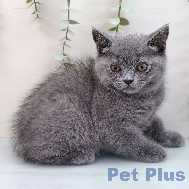 ブリティッシュショートヘアの写真2