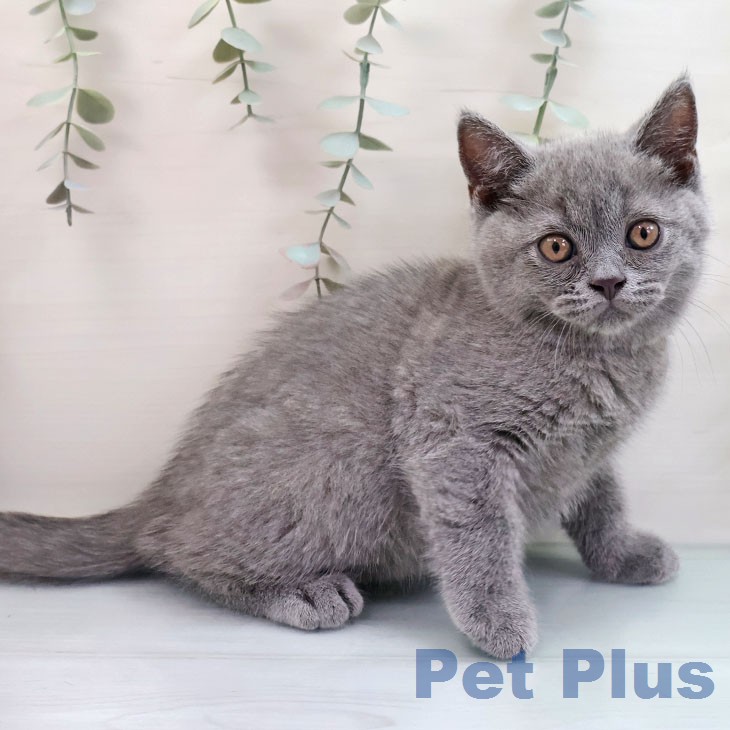 ブリティッシュショートヘア