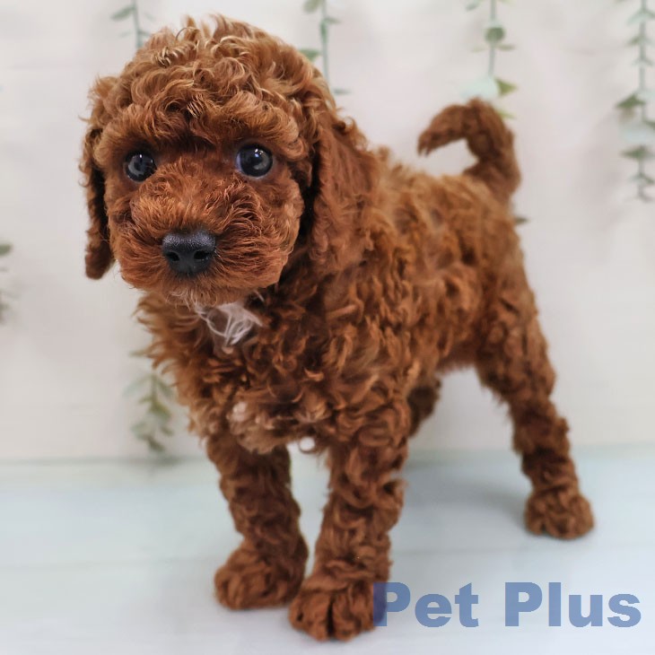 トイ・プードル